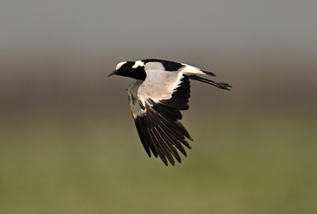 Gorongosa Safaris: Lapwing