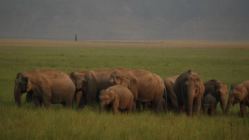 Infinity Resort Kaziranga: Elefantenherde
