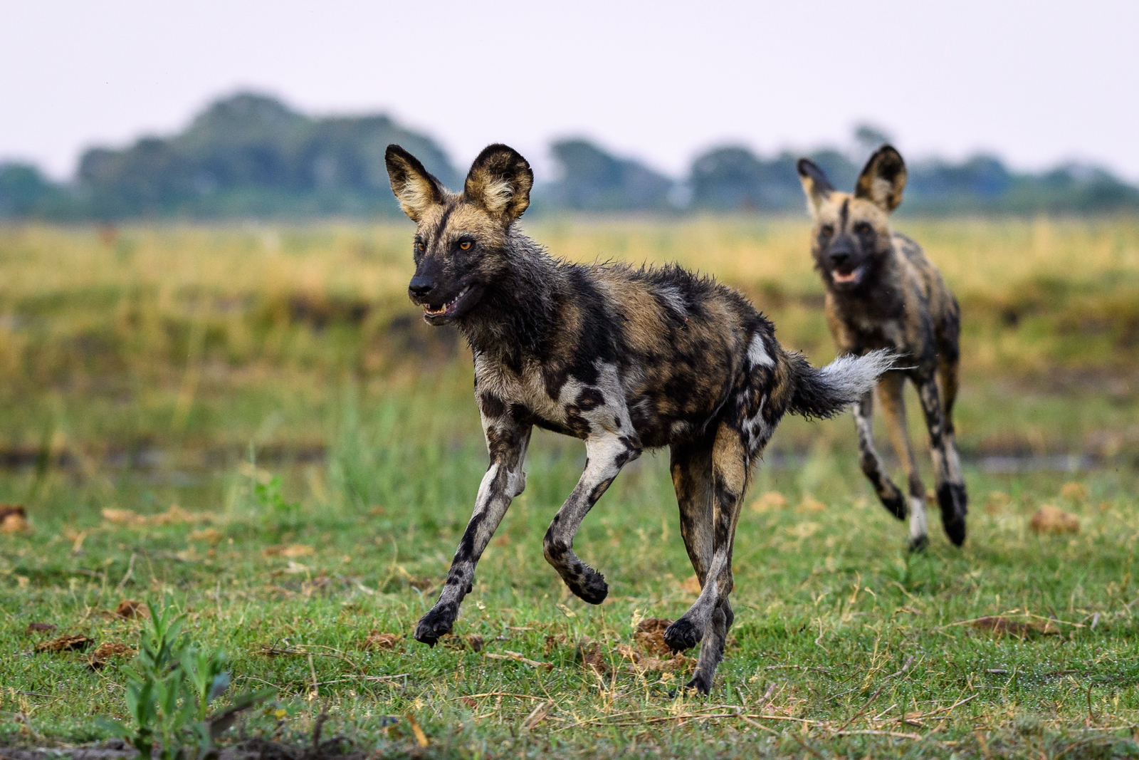 King's Pool Camp King's Pool Camp: Wildhunde