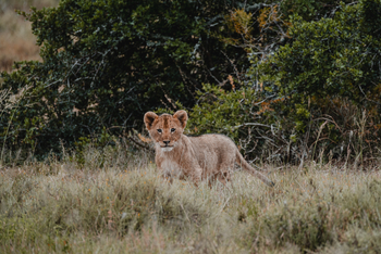 Kwandwe Private Game Reserve: Junger Löwe