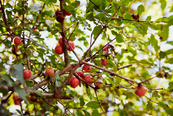 Laba Jongomero: Granatapfelbaum
