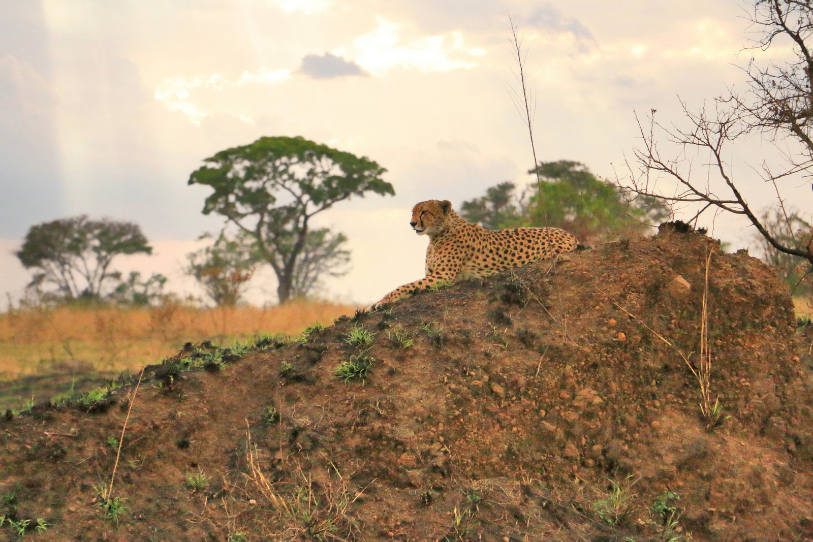 Legendary Nyasi Tented Camp Legendary Nyasi Tented Camp: Gepard