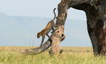 Legendary Songa Migrational Camp: Leopard