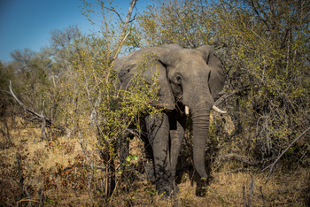 Little Machaba Camp: Elefant