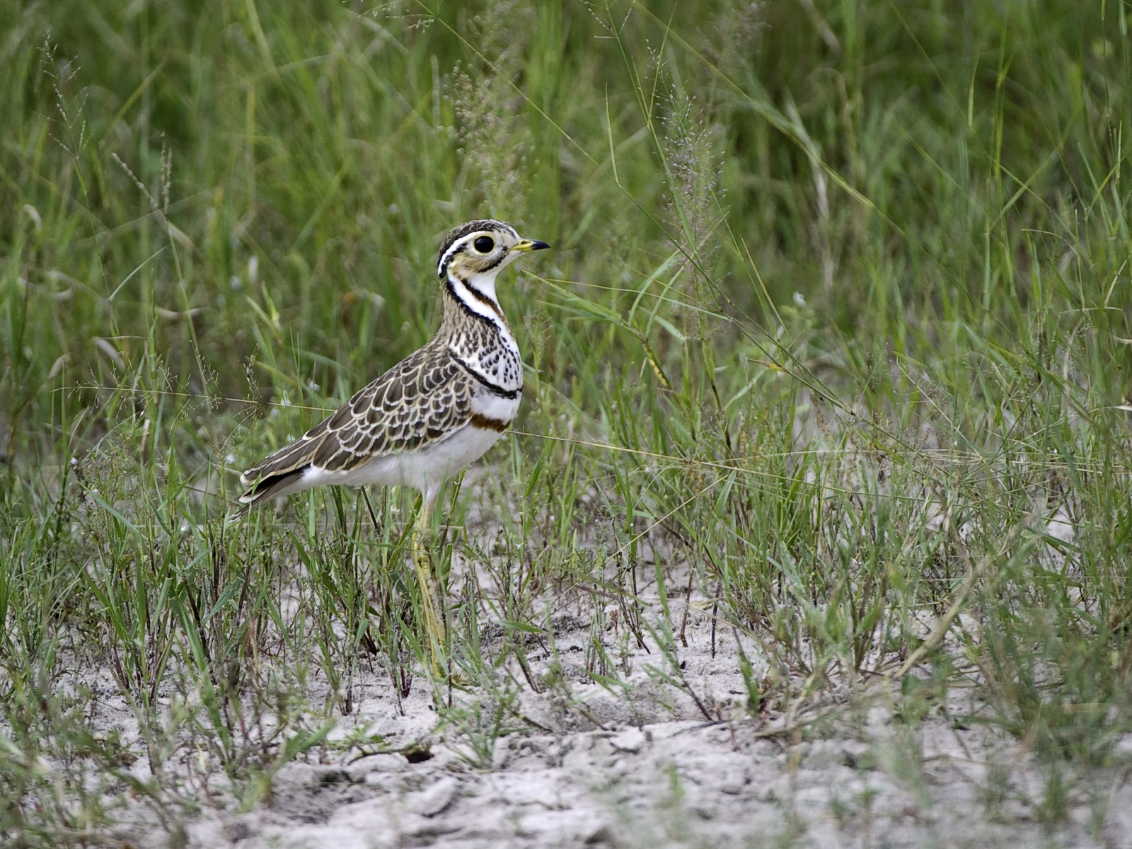 Little Makalolo Camp Little Makalolo Camp: Three-banded Courser