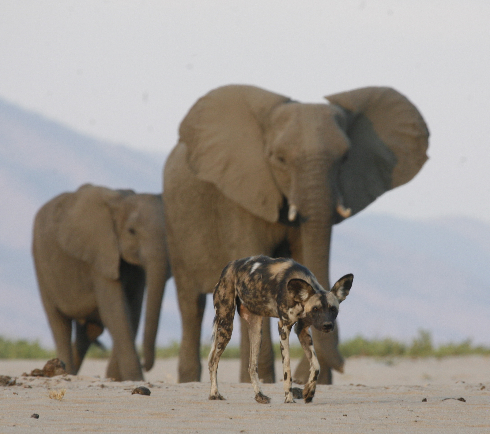 Little Vundu Camp Little Vundu Camp: Wildhund vor Elefanten