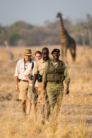 Luangwa Bush Camping Luangwa Bush Camping: Walking Safari