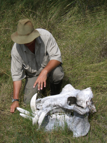 Macatoo Camp: Nilpferdschädel