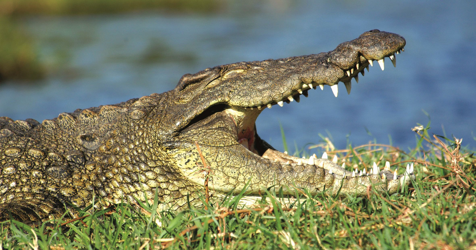 Mankwe Tented Retreat Mankwe Tented Retreat: Krokodil