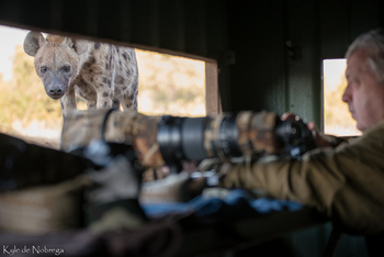 Mashatu Photographic Hide: Hyäne schöpft Verdacht