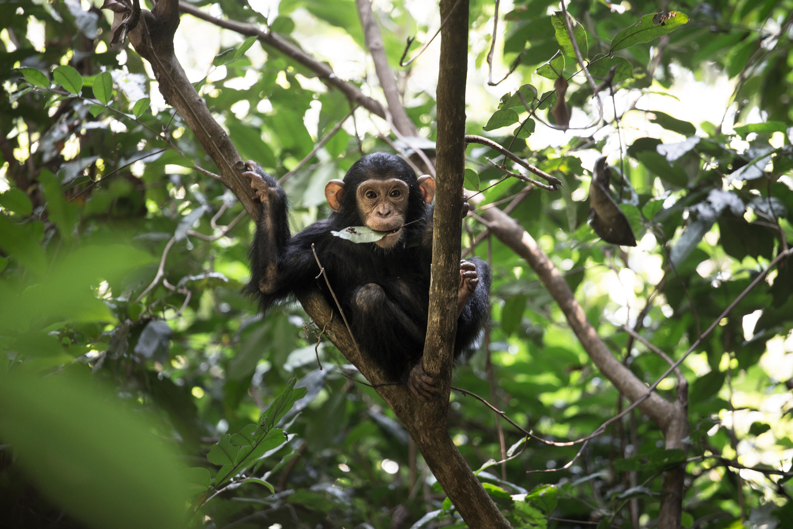 Mbali Mbali Mahale Lodge Mbali Mbali Mahale Lodge: Kleiner Schimpanse im Baum