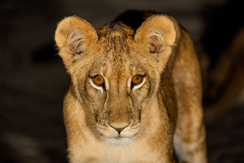 Muddy Teak Camp: Nahaufnahme Löwenjunges