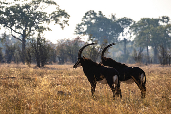 Muddy Teak Camp: Zwei Rappenantilopen