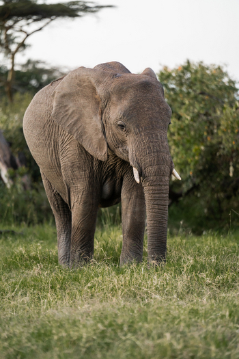 Naboisho Camp: Junger Elefant