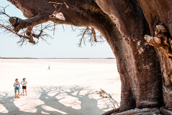 Nxai Pan Camp: Knorriger Baobab