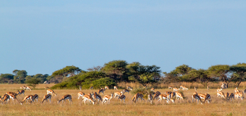 Nxai Pan Camp: Springböcke