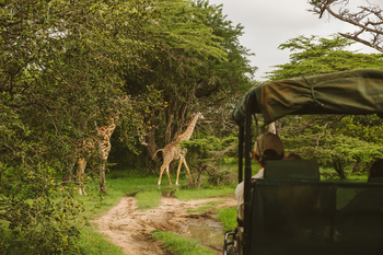 Rufiji River Camp: Giraffen
