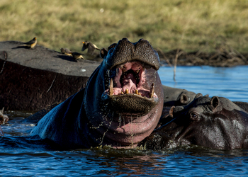 Selinda Explorers Camp Selinda Explorers Camp: Nilpferde