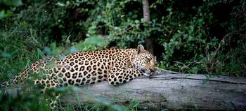 Singita Boulders Camp: Schlafender Leopard