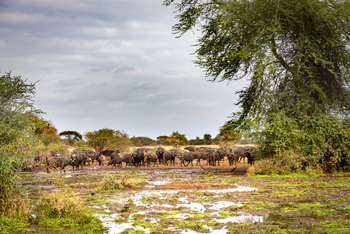 Singita Pamushana Lodge: Büffel am Wasserloch