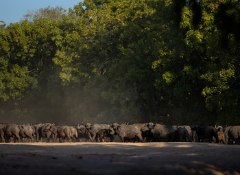 Sungani Lodge Sungani Lodge: Büffel