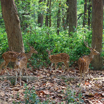 The Wildflower Resort The Wildflower Resort: Axishirsche