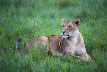 Ubuntu Migration Camp: Löwin