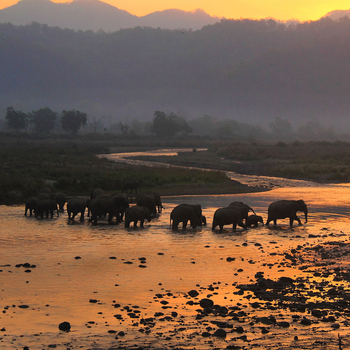 Vanghat: Elefantenherde