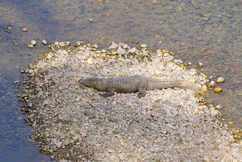 Vanghat: Sumpfkrokodil