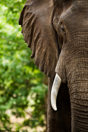 Amanzi Camp: Stoßzahn