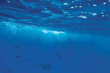 Astove Coral House: Thunfische