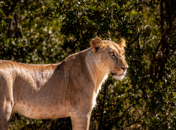 Borana Lodge Borana Lodge: Seitenprofil einer Löwin