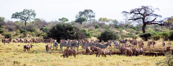 Campi ya Kanzi: Ostafrikanische Oryx und Zebras