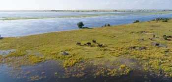 Chobe Savanna Lodge: Elefanten auf den Flood Plains
