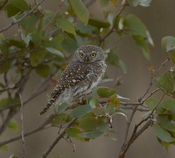 Deteema Springs Camp: Owlet