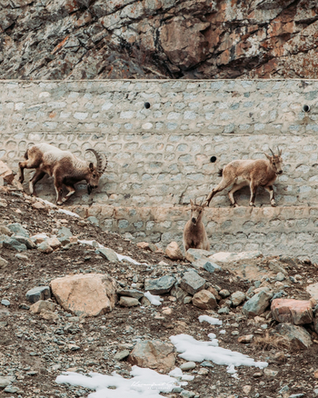 Drenmo Lodge Drenmo Lodge: Steinböcke an einem Damm