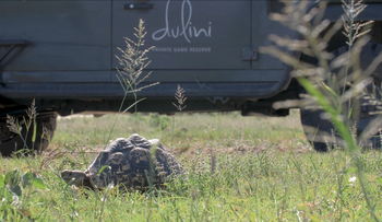 Dulini River: Leopardenschildkröte