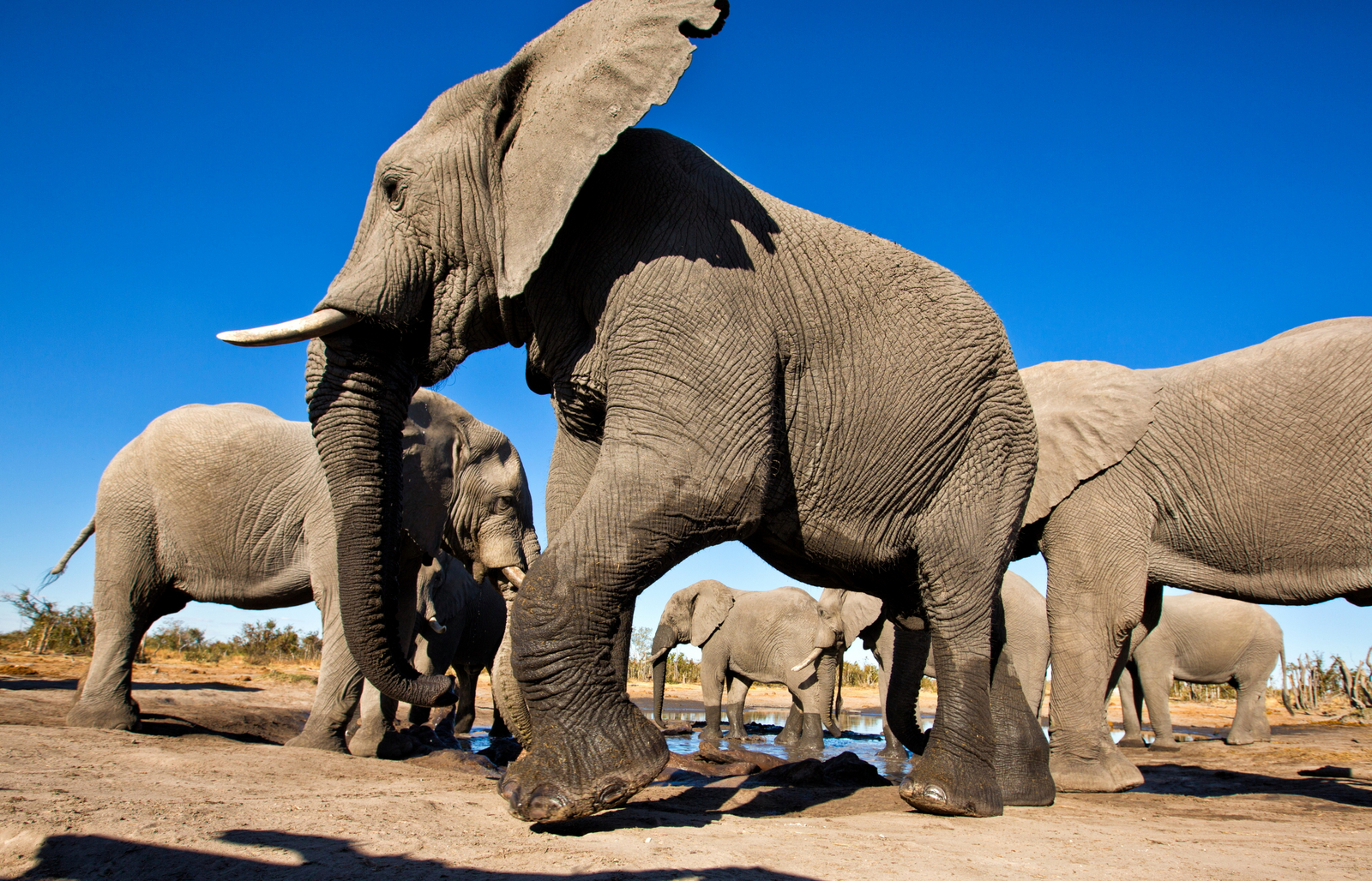 Elephant Pan Camp Elephant Pan Camp: Weitwinkel