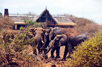 Elerai Camp: Elefanten vor Camp