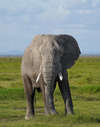 Elewana Tortilis Camp: Elefanten