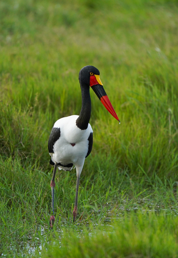 Elewana Tortilis Camp: Sattelstorch