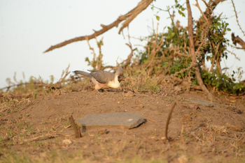 Entim Masai Mara: Mousebird