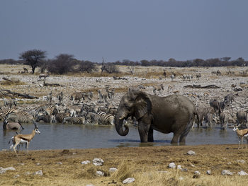 Etosha National Park: Artenvielfalt am Wasserloch