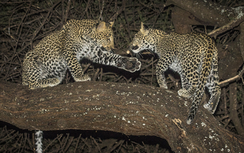 Forest Chem Chem: Kleine Leoparden