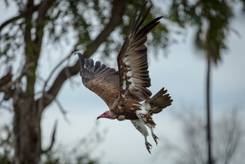 Gomoti Plains Camp: Tiere und Landschaft