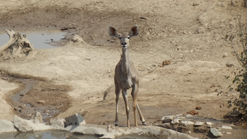 Hobatere Lodge: Kudu