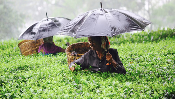 Infinity Resort Kaziranga: Teepflückerinnen