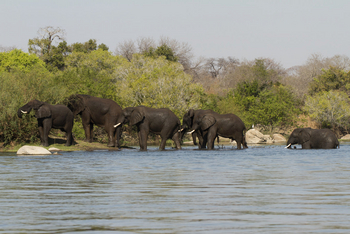 KaingU Safari Lodge: Elefantenherde