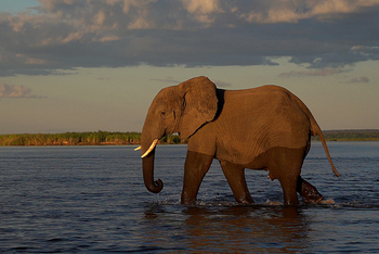 Kanyemba Lodge: Elefant