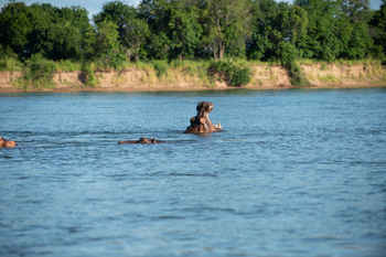 Kanyemba Lodge: Nilpferd